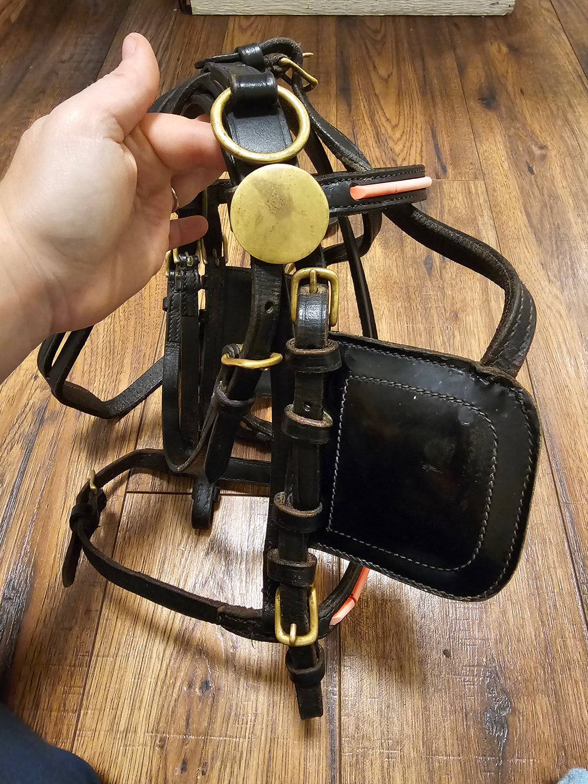 Mini Driving Bridle used