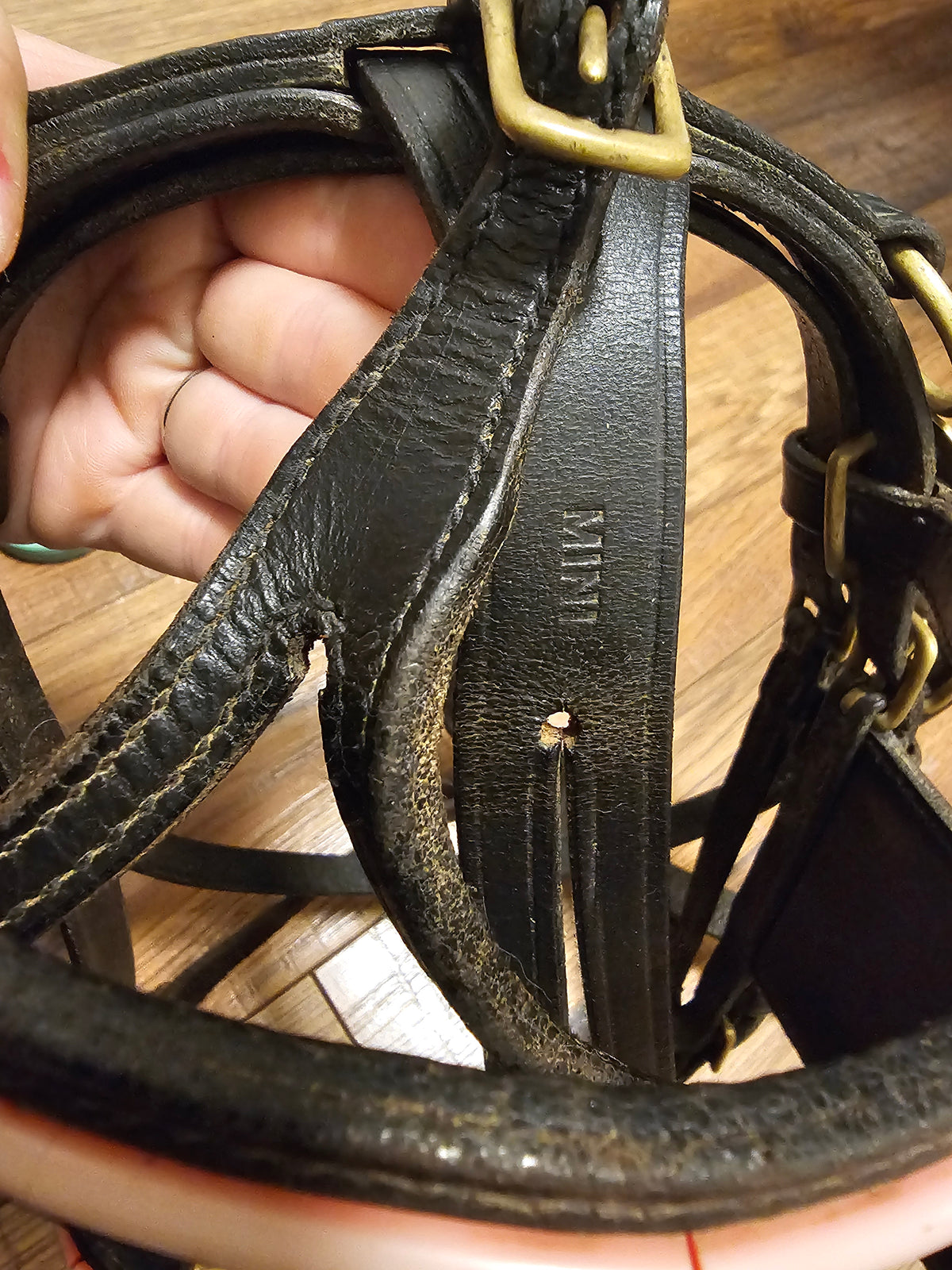 Mini Driving Bridle used
