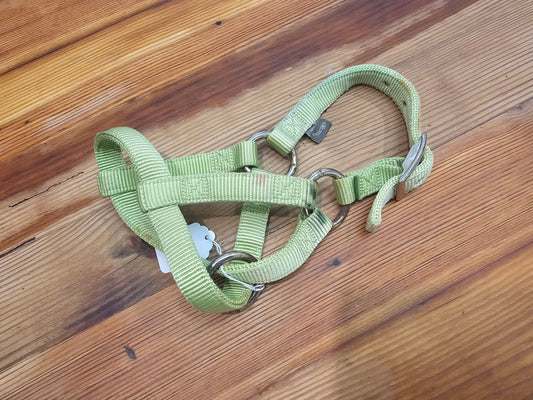 Weaver Foal Halter lime green